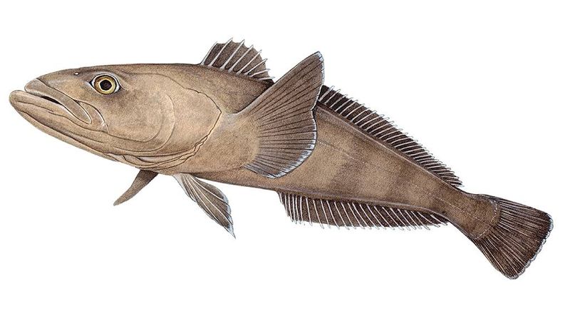 Chilean Sea Bass