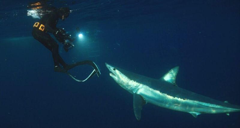 Shark Island Showdown: Special Premiere - July 5