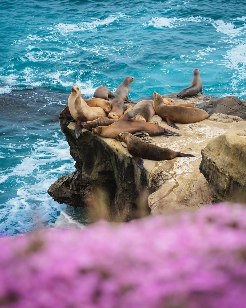 Shell Beach (La Jolla)