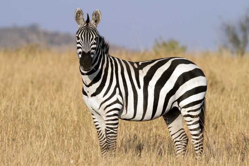 What Animal Is Known for Its Black and White Stripes?