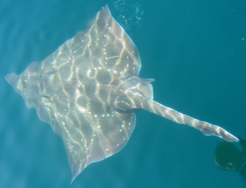Skates and Rays