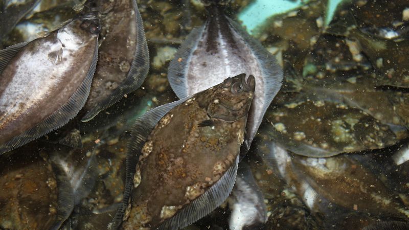 Atlantic Halibut