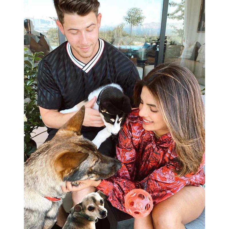 Priyanka Chopra, Nick Jonas, and Their Three Dogs