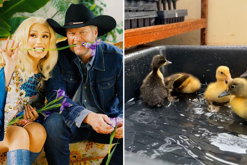 Blake Shelton and Gwen Stefani