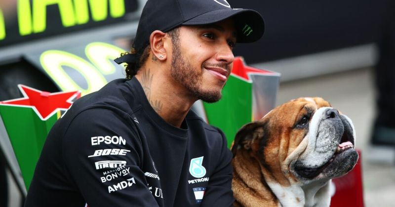 Lewis Hamilton and His Celebrity Bulldog Roscoe