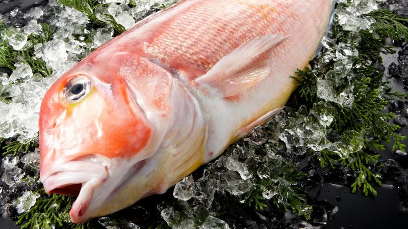 Tilefish (Gulf of Mexico)