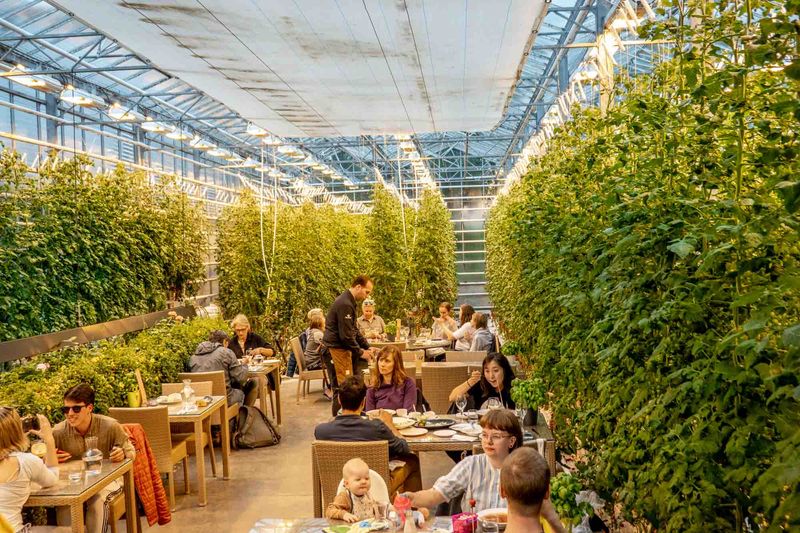 Friðheimar Greenhouse Restaurant