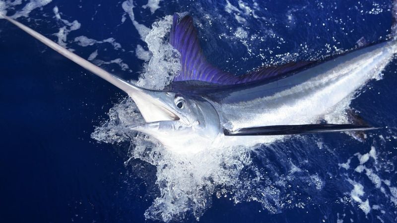 Swordfish