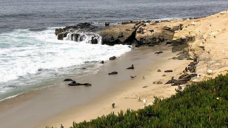 South Casa Beach (La Jolla)