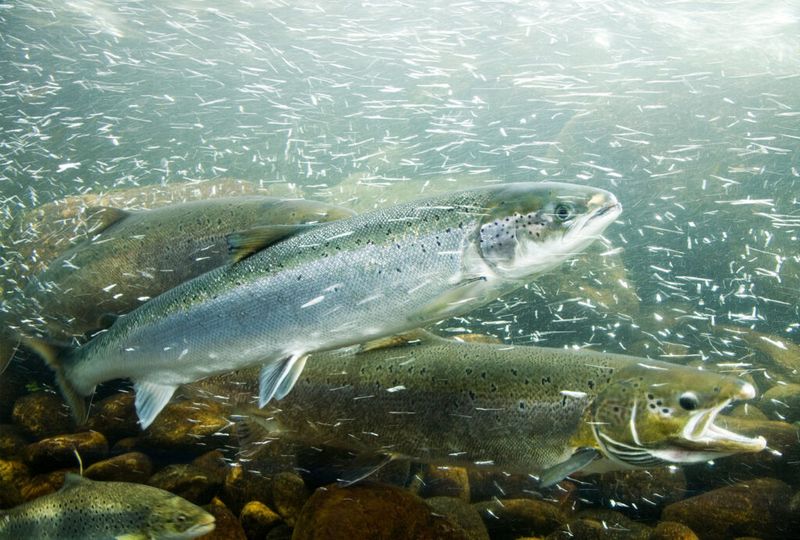 Farmed Atlantic Salmon