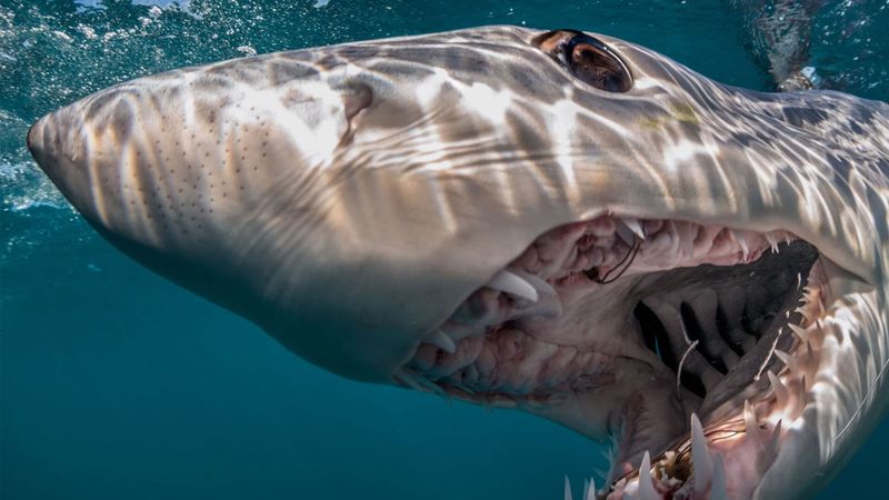 Attack of the Samurai Sharks: Special Premiere - July 5