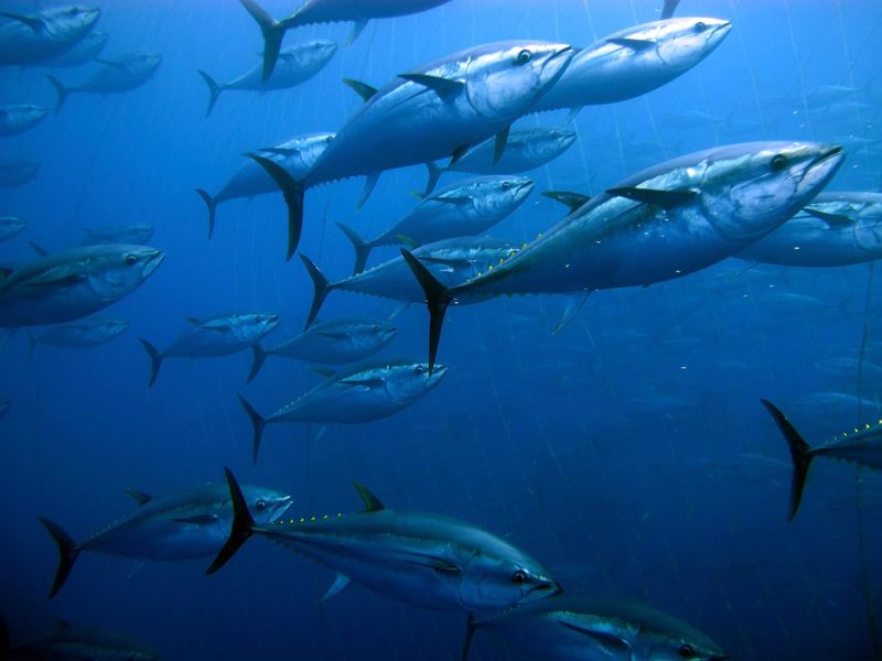 Bluefin Tuna