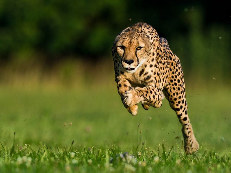 What Animal Is the Fastest on Land?