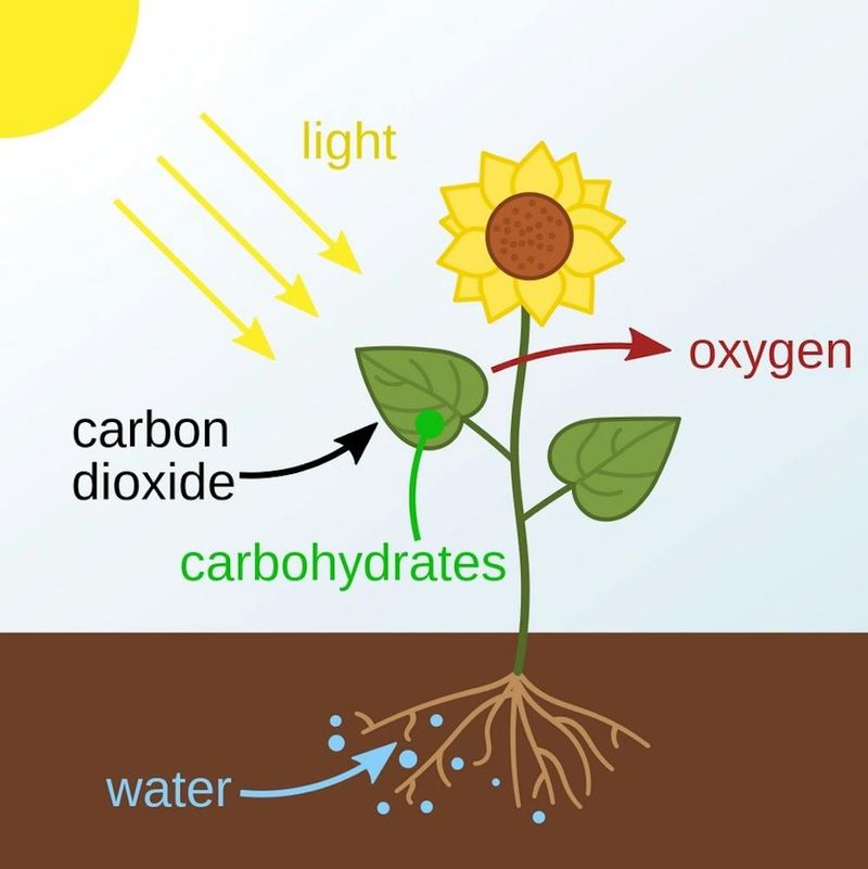 What Gas Do Plants Absorb During Photosynthesis?