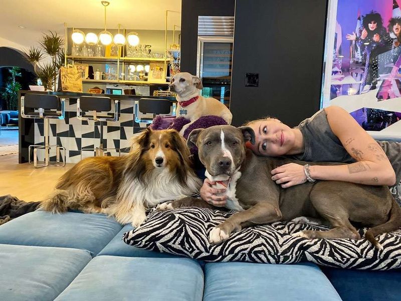 Miley Cyrus and Her Rescue Dog Pack