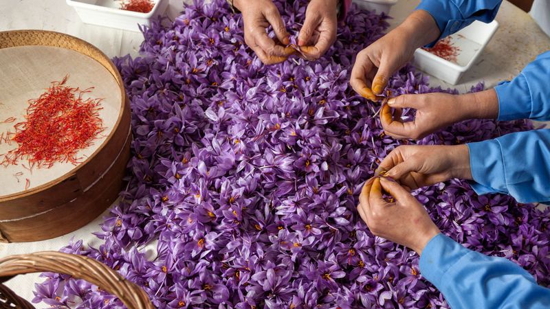 Spanish Saffron (Spain)