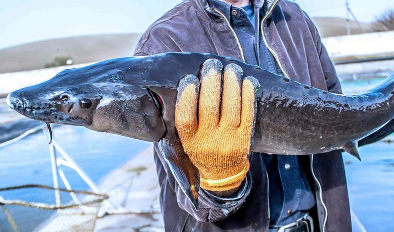 Romanian Black Sea Sturgeon Roe (Romania)