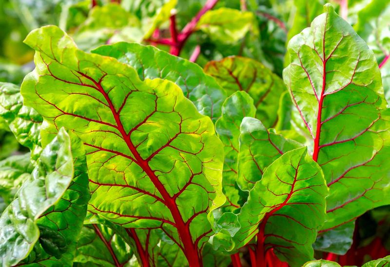 Swiss Chard