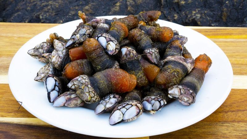 Portuguese Percebes (Portugal)