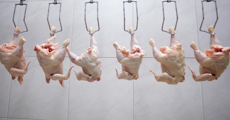 Chlorine-Washed Chicken