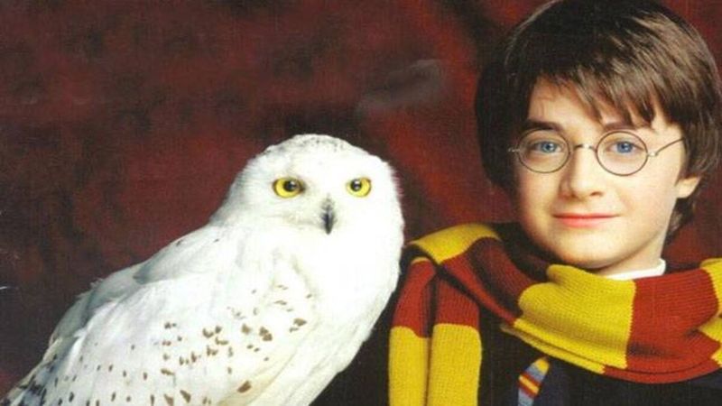 Snape Killed Hedwig on Purpose to Protect Harry