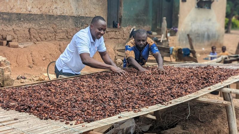 Cocoa Beans