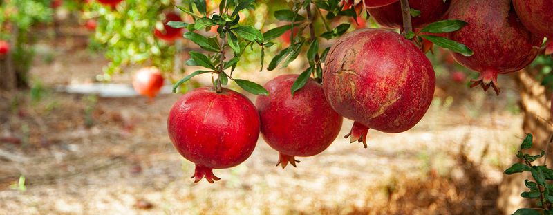 Pomegranate (Greece and Middle East)