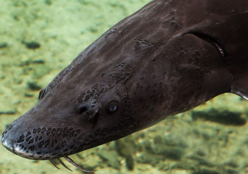 Sturgeon