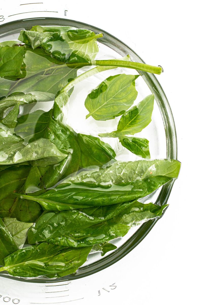 Basil Leaves