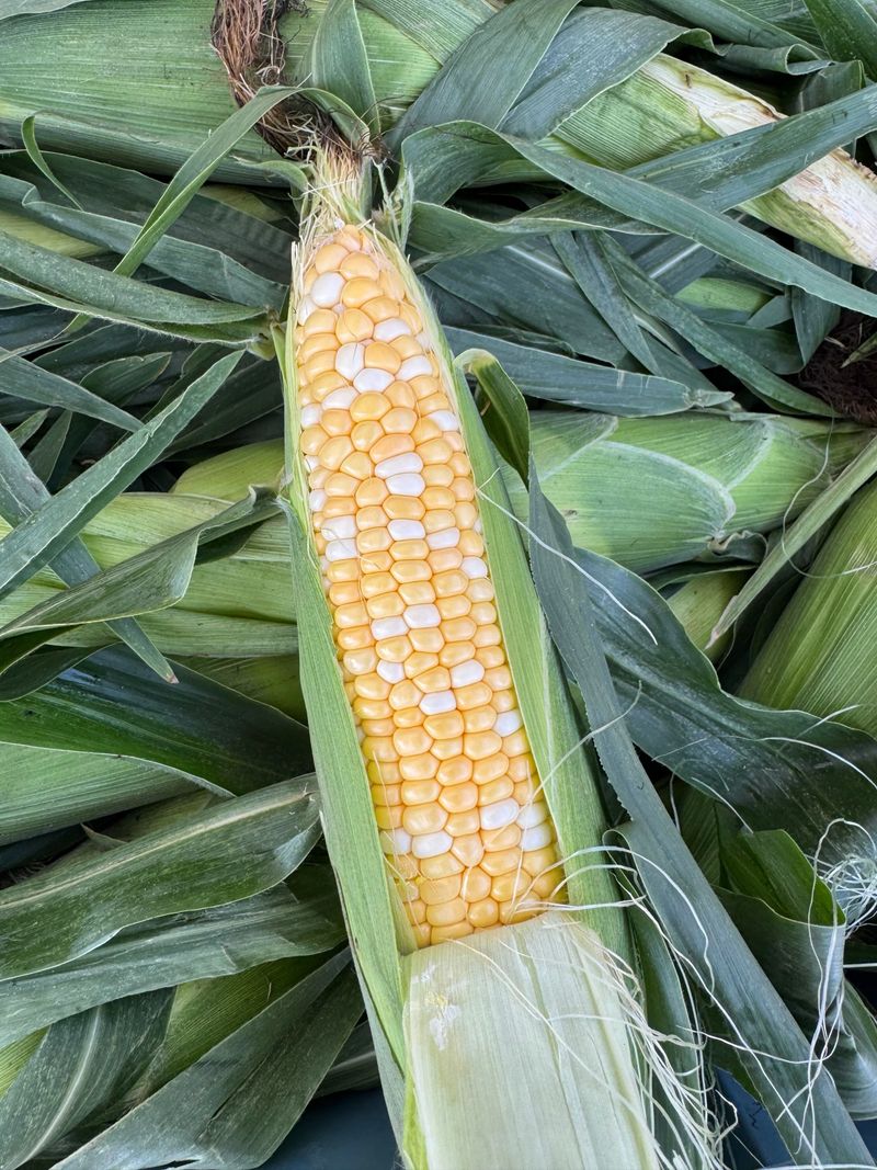 Corn