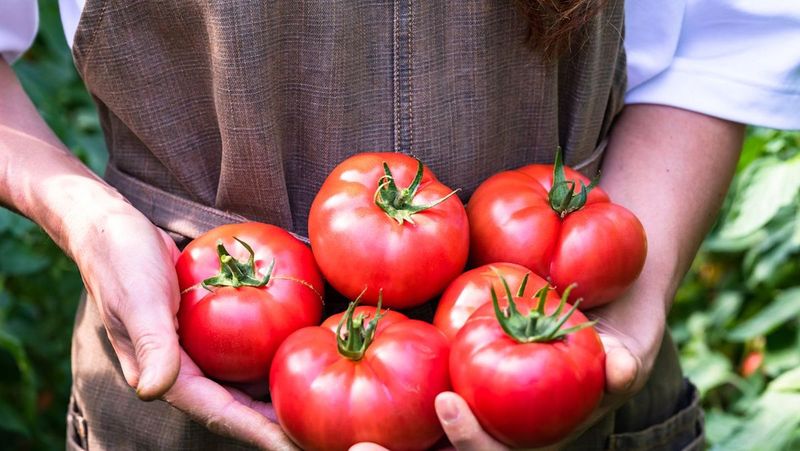 Tomatoes