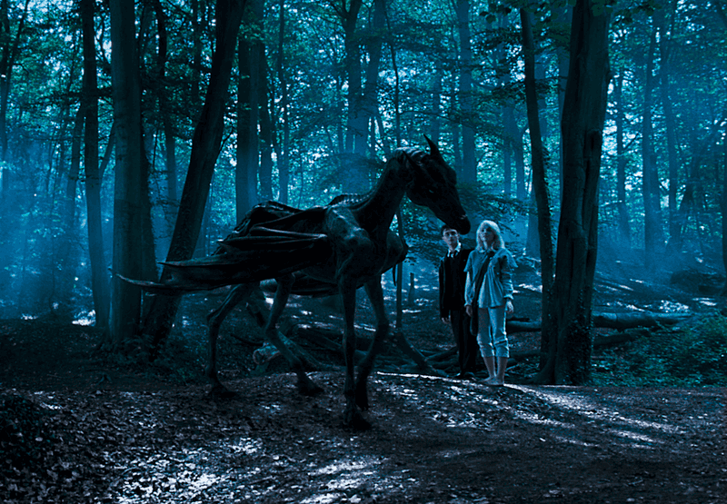 Dumbledore Could Always See Thestrals