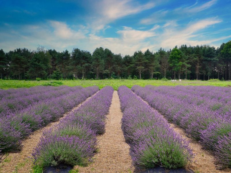 The Secret Lavender Fields