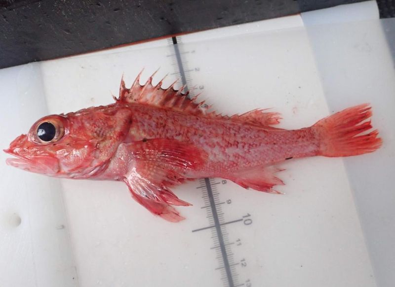 Shortspine Thornyhead (Pacific Rockfish)