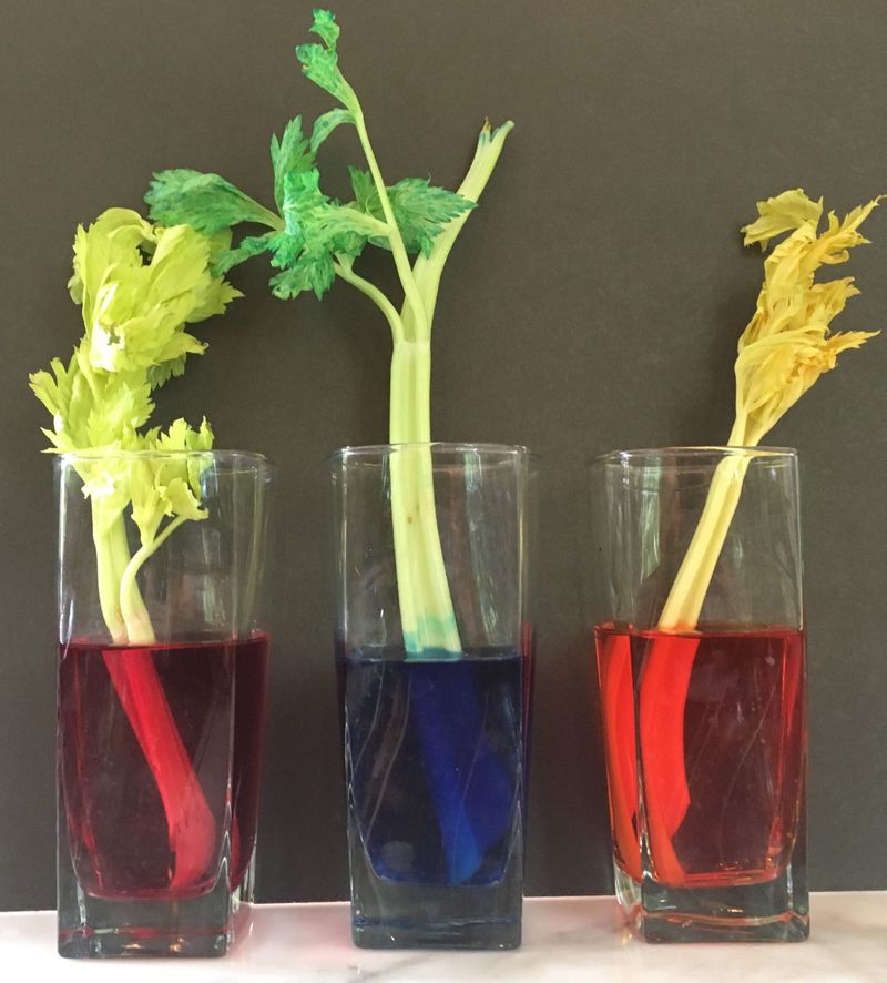 Celery and Food Coloring: How Plants Drink Water