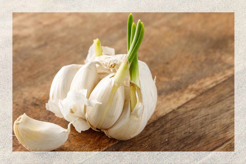 Ignoring Sprouted Garlic
