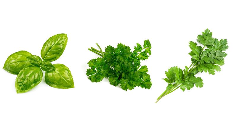 Herbs (Basil, Cilantro, Parsley)