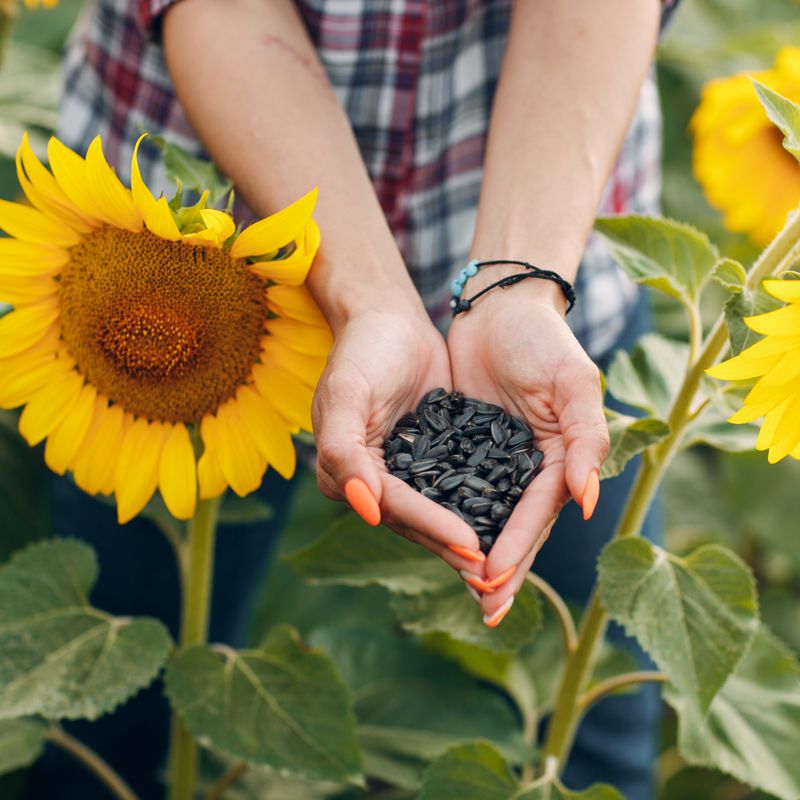 Sunflower Seeds