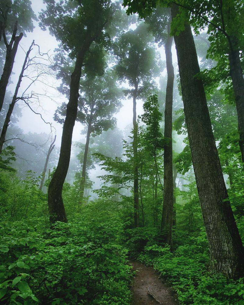 Dowagiac Woods Nature Sanctuary, Dowagiac