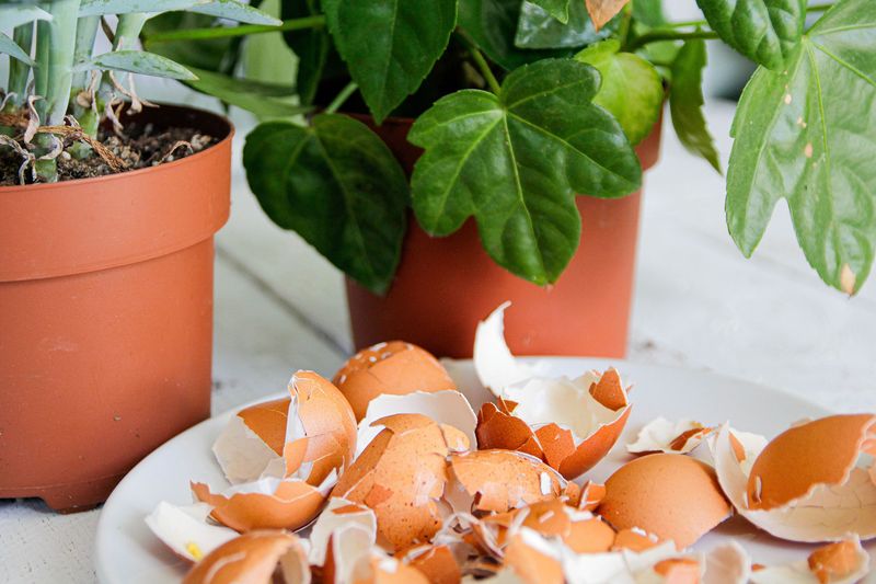 Eggshells
