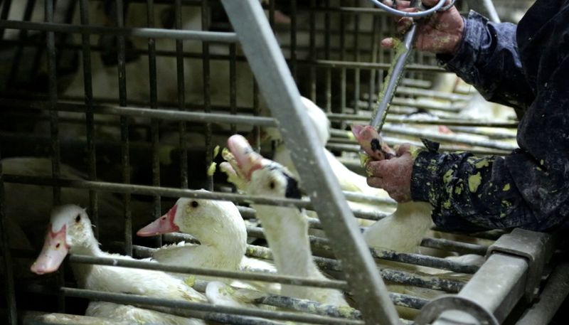 Foie Gras
