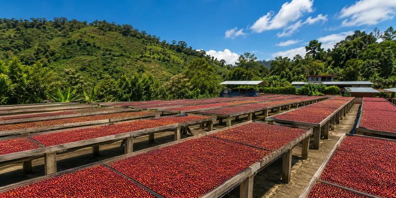 Coffee Beans