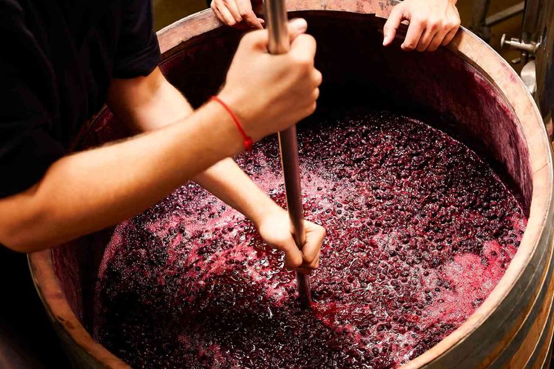 Grapes Become Wine