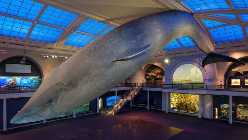 American Museum of Natural History