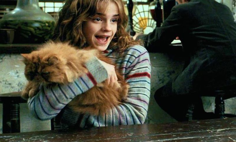 Crookshanks Once Belonged to Lily Potter