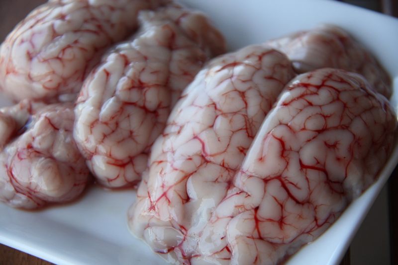 Animal Brains