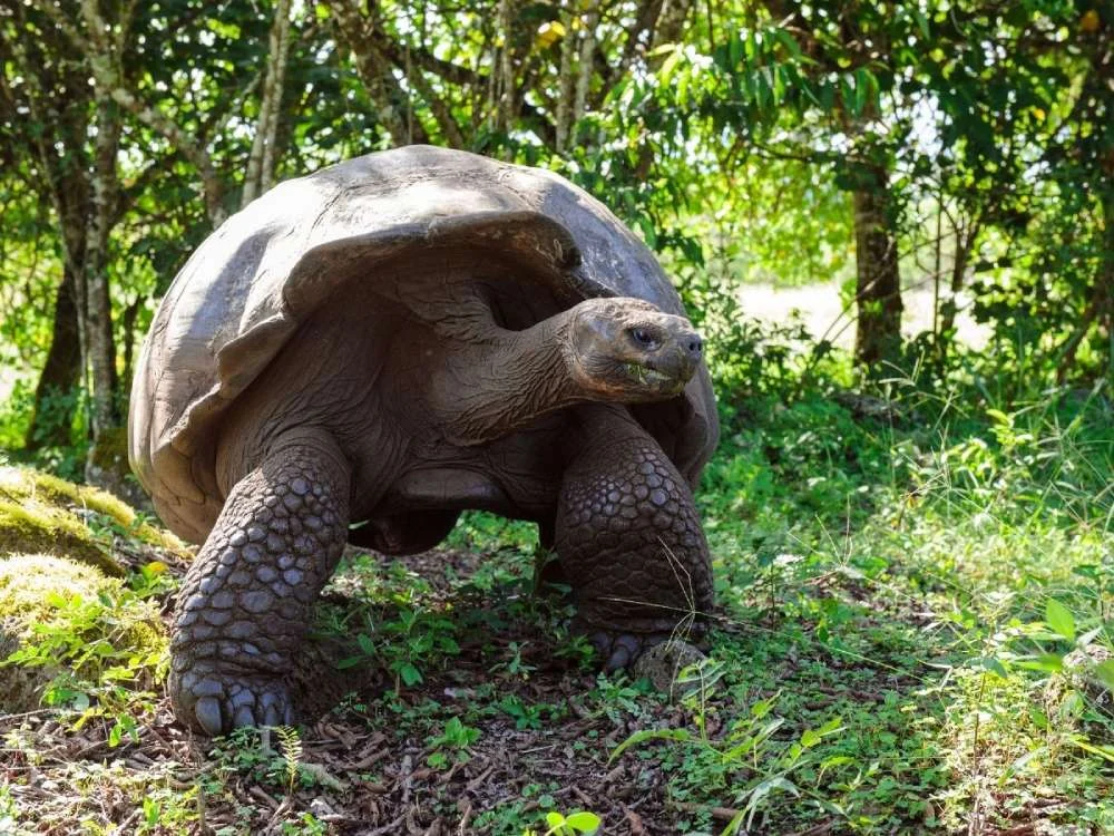 Galapagos Islands, Ecuador