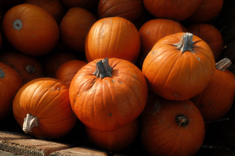 Pumpkin