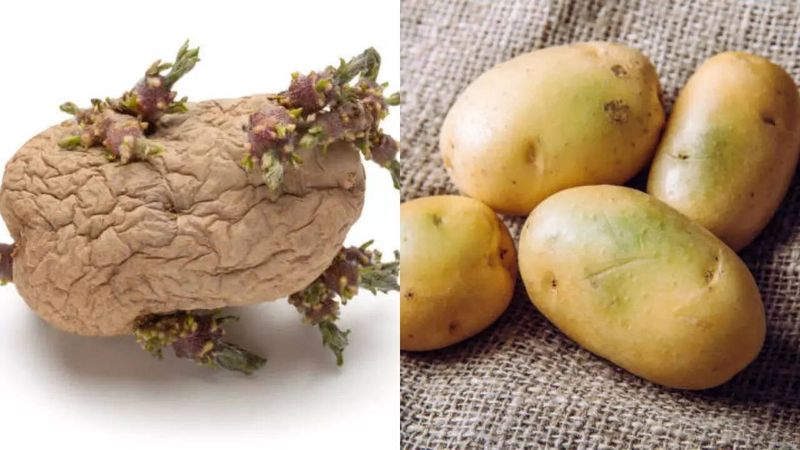 Potatoes