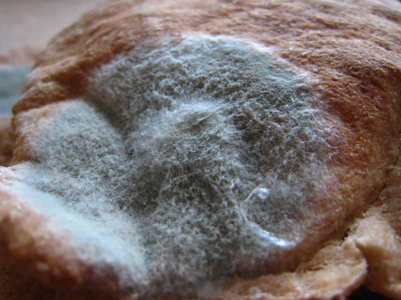 Visible Mold Growth